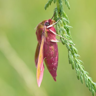 Deilephila elpenor (lišaj vrbkový), SK, Štôla