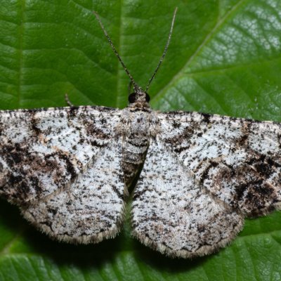 Peribatodes secundaria (různorožec jalovcový), Říčky