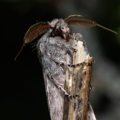 Dicranura ulmi (hřbetozubec jilmový), PP Na cvičišti