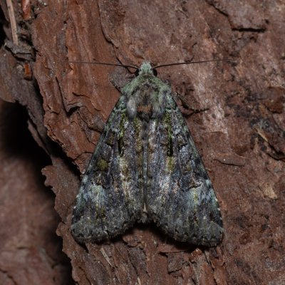 Anaplectoides prasina (osenice travní), Devět křížů