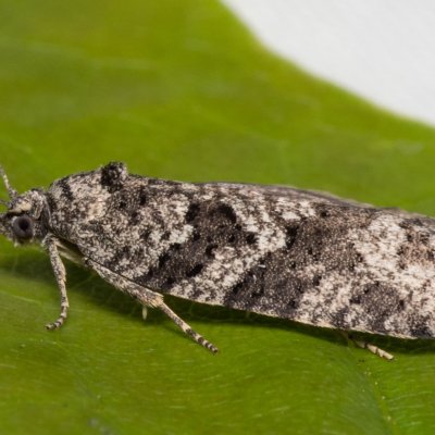 Cnephasia communana (obaleč listový), PR Kamenný vrch