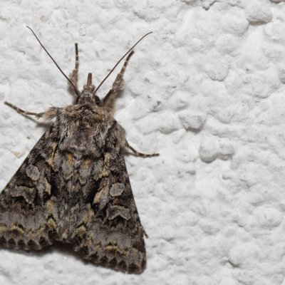 Hada plebeja (můra pampelišková), IT, Pfelders - Plan, Jižní Tyrolsko