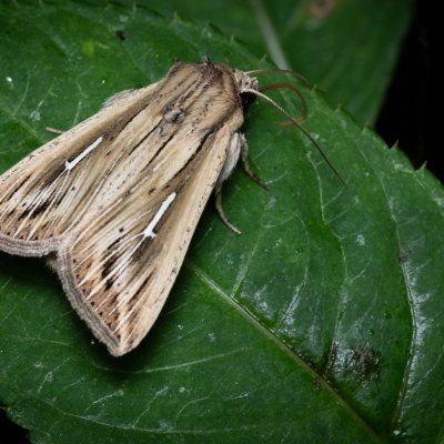 Mythimna l-album (plavokřídlec bílé L), Žebětín