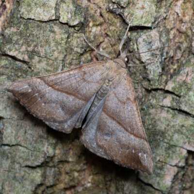 Hypena proboscidalis (zobonosec kopřivový), Augšperský potok