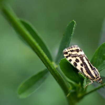 Emmelia trabealis (světlopáska svlačcová), Žebětín