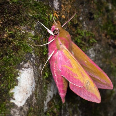 Deilephila elpenor (lišaj vrbkový), NPP Jeskyně Pekárna