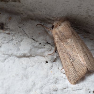 Mythimna sicula (plavokřídlec západní), HR, Jablanac