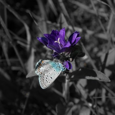 Polyommatus icarus (modrásek jehlicový), NPR Zahrady pod Hájem