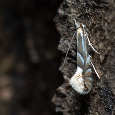 Phyllonorycter sp., Žebětín