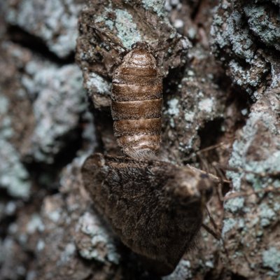 Alsophila aescularia (hedvábnice jarní), Žebětín