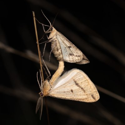 Aspitates gilvaria (-), PP Černice