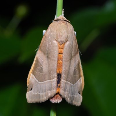 Noctua fimbriata (osenice zemáková), PR Svatý kopeček