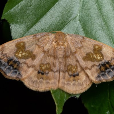 Sabra harpagula (srpokřídlec lipový), Augšperský potok