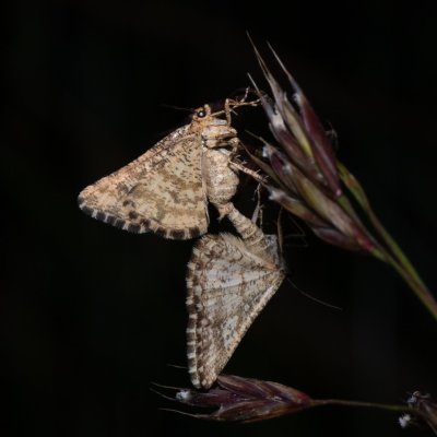 Heliomata glarearia (kropenatec žlutavý), NPP Stránská skála