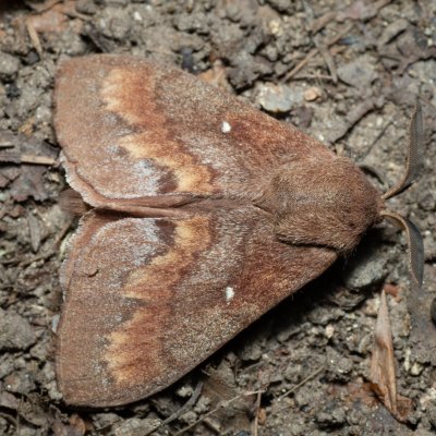 Dendrolimus pini (bourovec borový), Augšperský potok