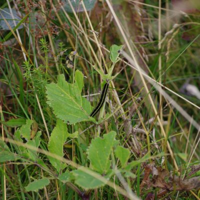 Ceramica pisi (můra hrachová), IS