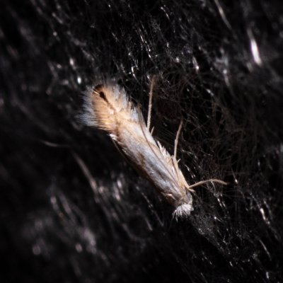 Phyllonorycter tenerella (-), PR U Brněnky