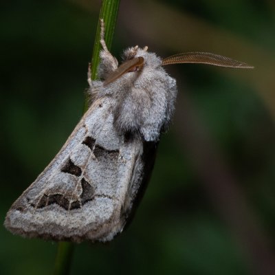 Episema tersa (jasnobarvec východní), NPP Na Adamcích