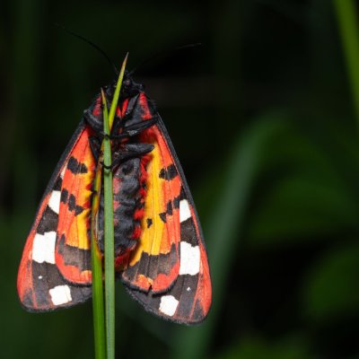 Arctia villica (přástevník špenátový), Kývalka