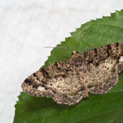 Parectropis similaria (různorožec lískový), Augšperský potok