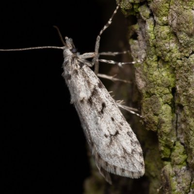Diurnea fagella (šedivěnka jarní), Žebětín