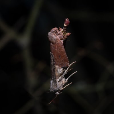 Conistra ligula (zimovnice hlohová), PR Kamenný vrch