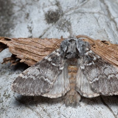 Drymonia ruficornis (hřbetozubec dubový), Lysá hora u Ochozu