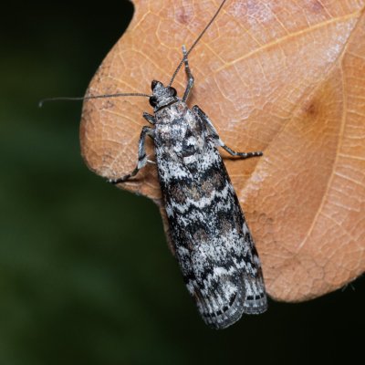 Dioryctria abietella (zavíječ smrkový), Zbýšovská halda