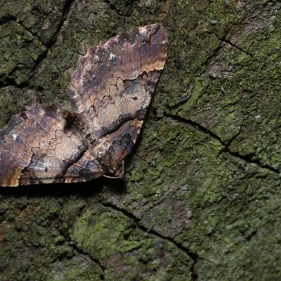 Earophila badiata (píďalka šípková), Kývalka