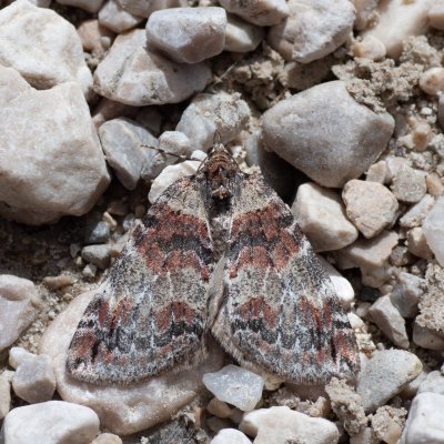 Hydriomena ruberata (píďalka rudokřídlá), IT, Tre Cime, Jižní Tyrolsko