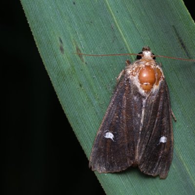 Helotropha leucostigma (šedavka pobřežní), Střelice