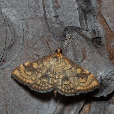 Anania verbascalis (zavíječ diviznový), Kobylí