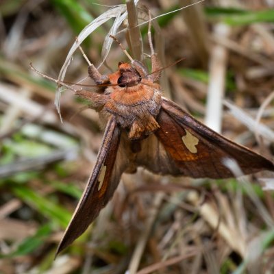 Autographa bractea (kovolesklec jestřábníkový), SK, Štôla