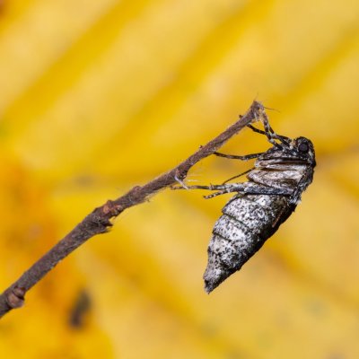 Agriopis aurantiaria (tmavoskvrnáč zlatavý), Žebětín
