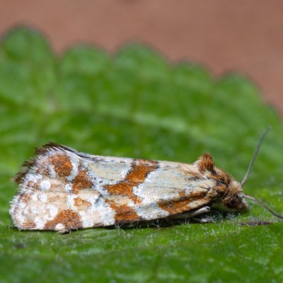 Aethes hartmanniana (obalečík hlaváčový), NPP Červený kopec