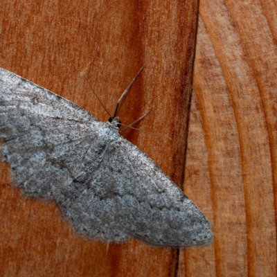 Charissa ambiguata (šerokřídlec rozchodníkový), IT, Sexten, Jižní Tyrolsko