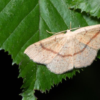 Cyclophora punctaria (očkovec dubový), Augšperský potok
