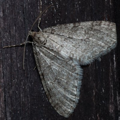 Trichopteryx carpinata (šedokřídlec habrový), Prlov