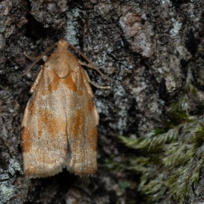 Archips xylosteana (obaleč třešňový), Žebětín