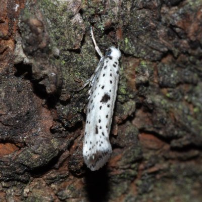 Yponomeuta plumbella (předivka menší), PR Prokopské údolí