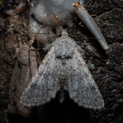 Aporophyla canescens (-), HR, Jablanac