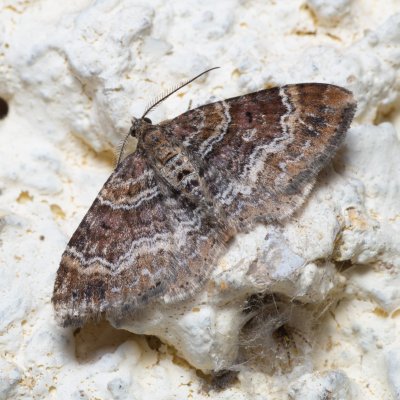 Xanthorhoe spadicearia (píďalka jitrocelová), SK, Súľov-Hradná