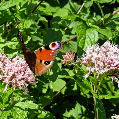 Aglais io (babočka paví oko), Velký Javorník