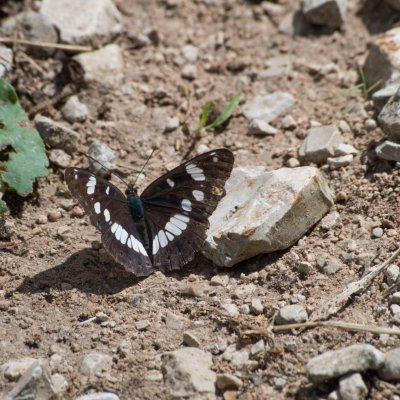 Limenitis reducta (bělopásek jednořadý), IT, Museo del Monte San Michele