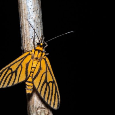 Amata tigrina (-), TH, Khao Sok