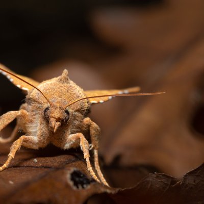 Jodia croceago (zlatokřídlec vzácný), Kamenný vrch