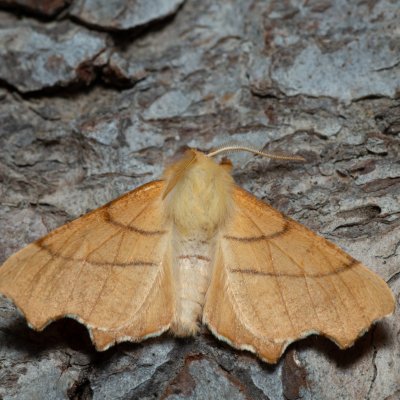 Ennomos erosaria (zejkovec lipový), Kývalka