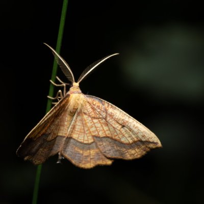 Epione repandaria (zejkovec topolový), Augšperský potok