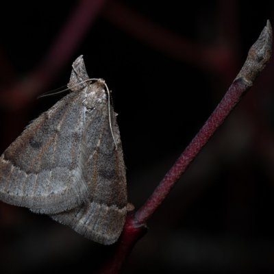 Theria rupicapraria (tmavoskvrnáč březnový), PR Kamenný vrch