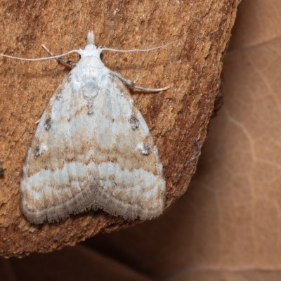 Nola aerugula (drobnuška bělavá), NPP Červený kopec